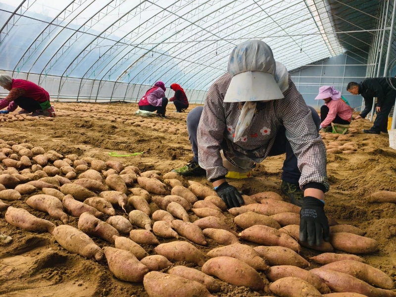 大棚里，地瓜“排隊”等育種